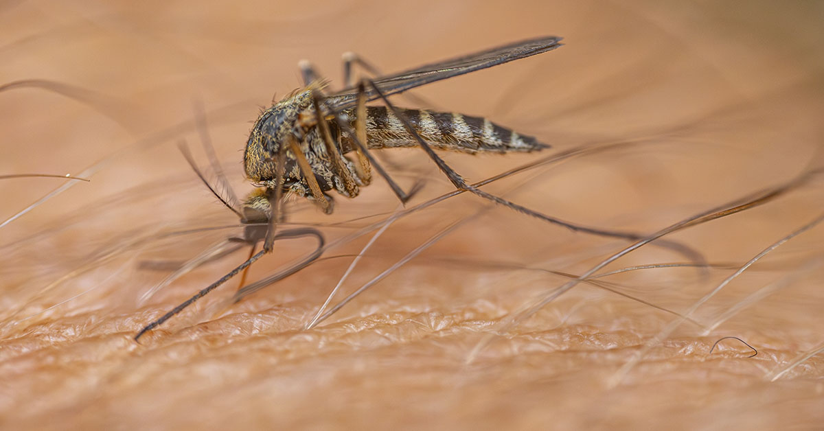 Mosquito sucking blood. Close up on human skin