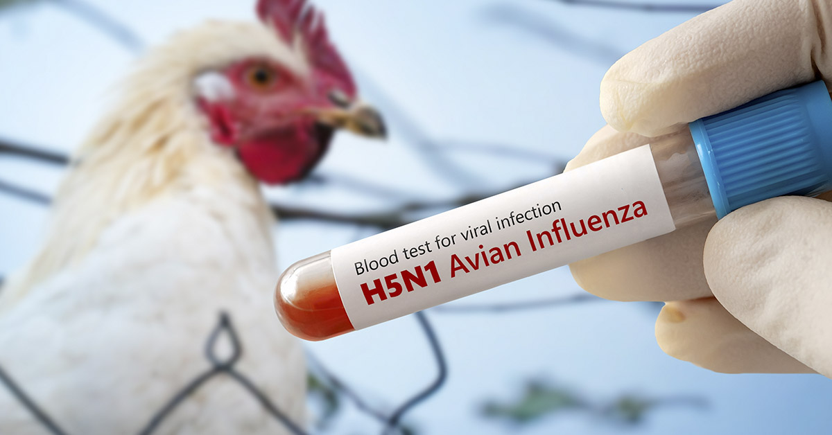 Chicken and vile labelled bird fly. Bird flu concept