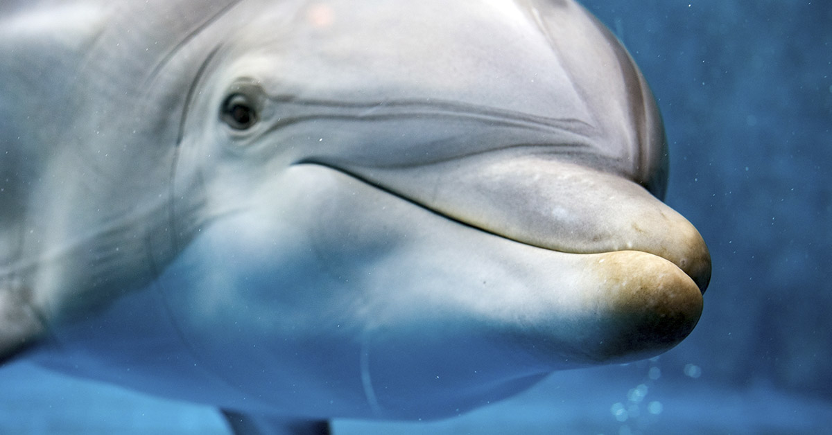 close up of Bottle Nose Dolphin face