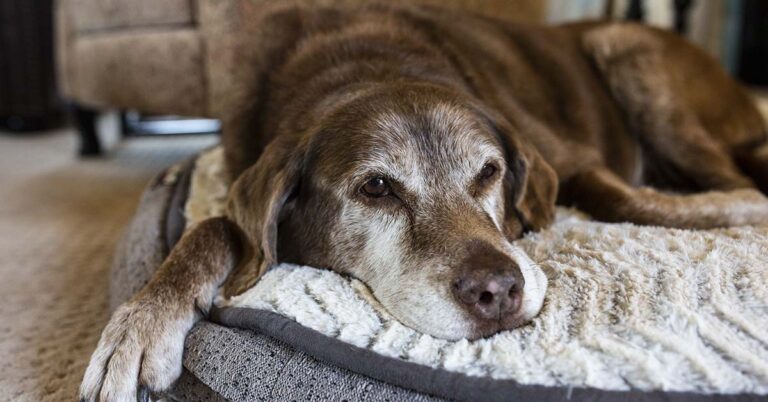 11 Telltale Signs That Your Dog Might Be Approaching the End of Their Life - Featured image