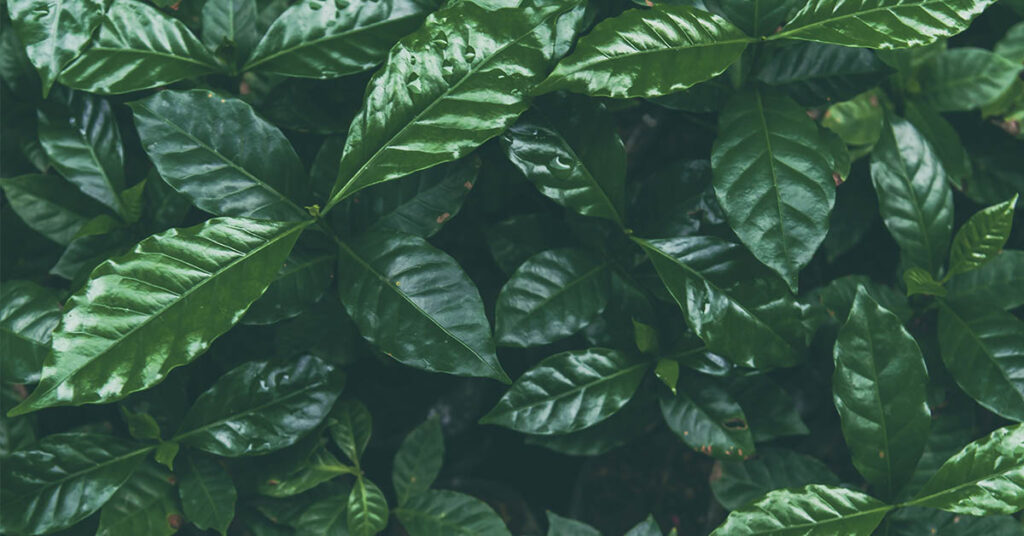 What Is Coffee Leaf Tea? 5 Potential Benefits. - Featured image