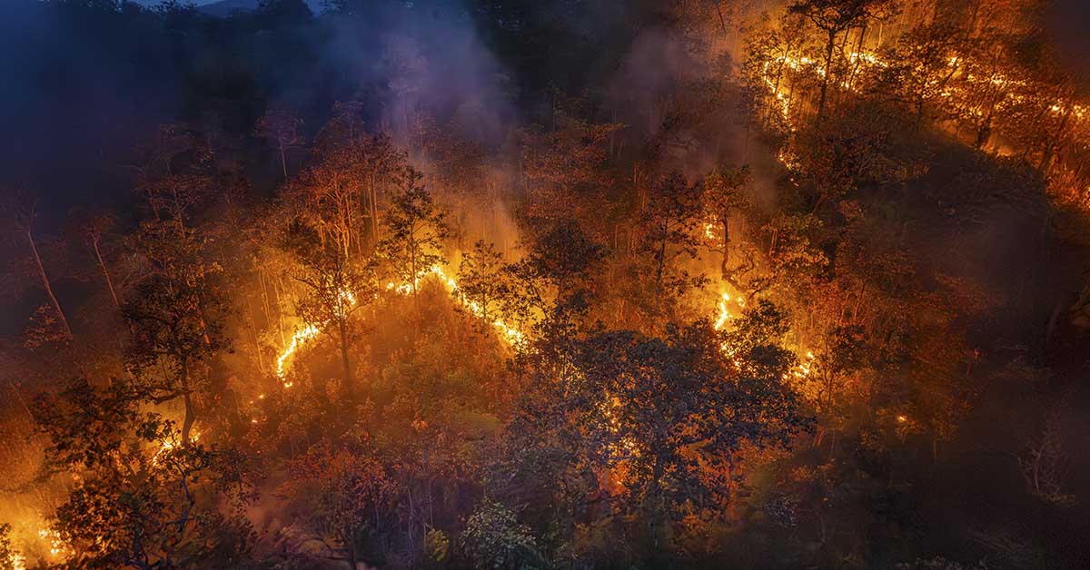wildfires / forest fires seen from above