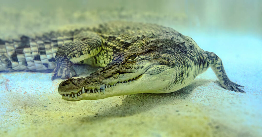Crocodile Attacks Tourist Who Climbed Into Its Pen for a Selfie With It - Featured image
