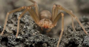 Are Brown Recluse Bites Really That Dangerous? Here’s What You Should Know Brown Recluse spider, close up