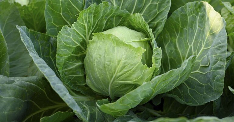 Cabbage: A Nutrient-Packed Superfood, But Some People May Need to Avoid It - Featured image
