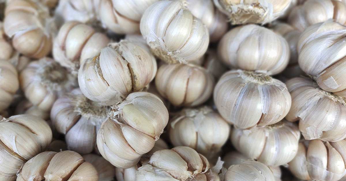 various heads of garlic fill frame