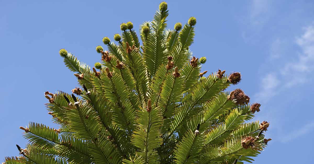 Wollemi pine dubbed a Dinosaur tree