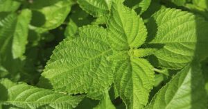 Healing Leaves: 10 Leaves With Powerful Medicinal Value mint leaves