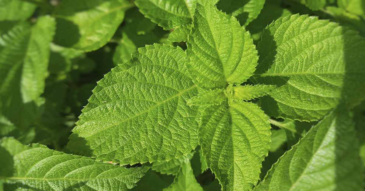 mint leaves