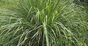 20+ Mosquito-Repelling Plants to Keep Your Yard Pest-Free Citronella Grass