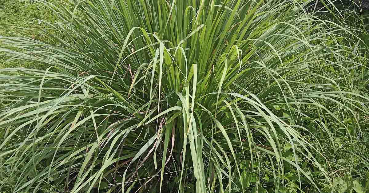 Citronella Grass