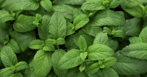 The Health Benefits of Mint and How to Use It Every Day 05202025_part01_02