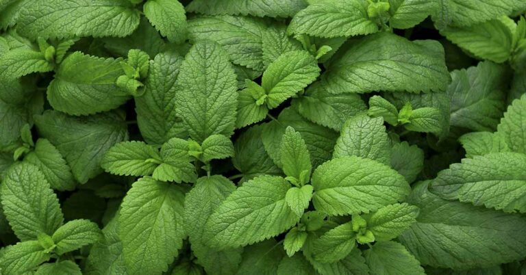 The Health Benefits of Mint and How to Use It Every Day - Featured image