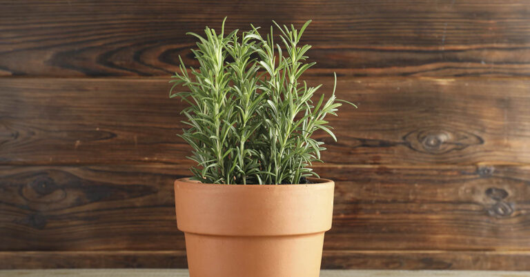 Does Your Rosemary Keep Dying? Try This Easy Fix for Healthier Plants - Featured image