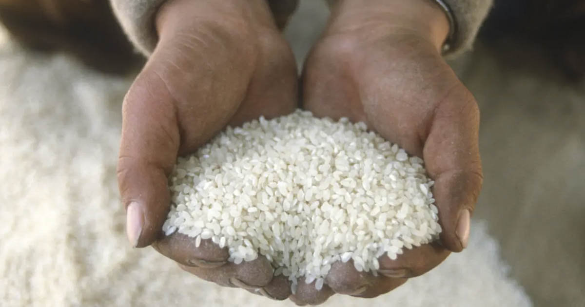 Dangerous levels of arsenic found in US rice: What families need to know now
