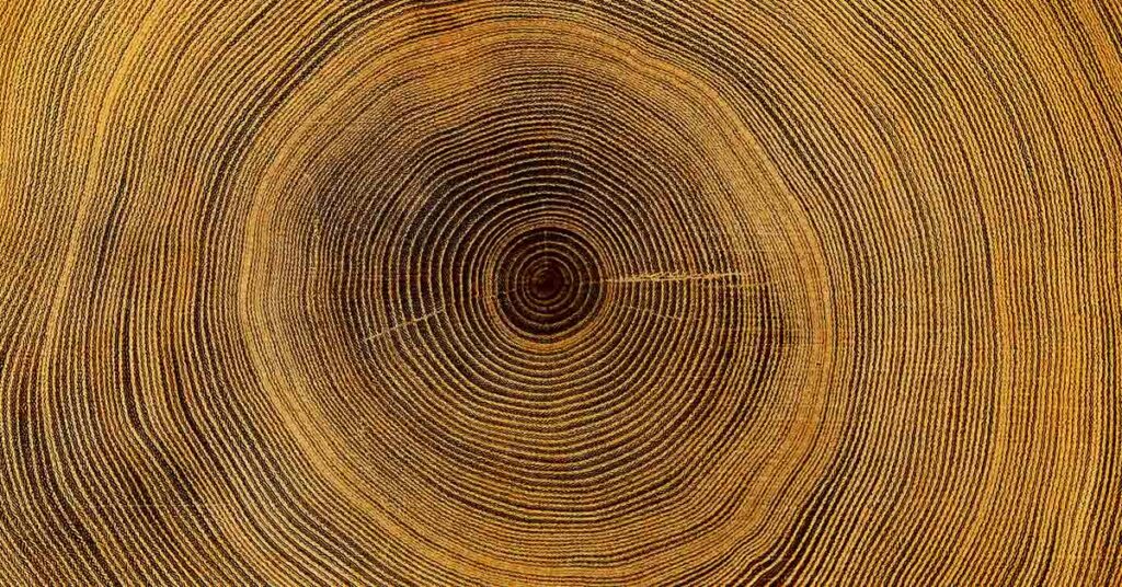 Men Who Cut Down 150-Year-Old Tree Found Guilty and Will Face Severe Sentence - Featured image