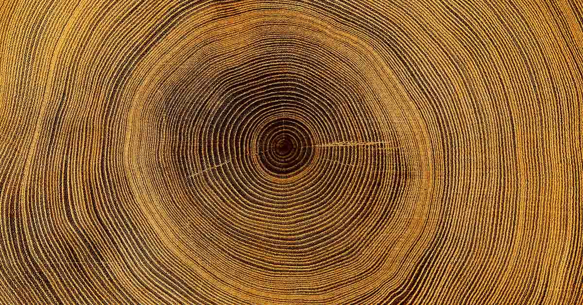 rings inside of a tree