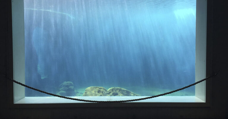 Abandoned for Months: Orcas and Dolphins Trapped in Empty Marine Park - Featured image