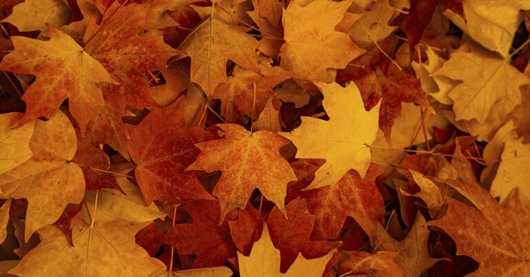 Ukrainian Scientist Turns Fallen Leaves Into Eco-Friendly Paper, Earns Spot as Young Inventors Prize Finalist - Featured image