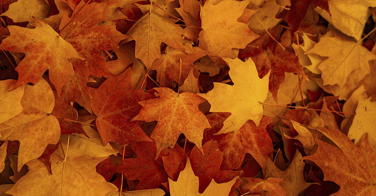 Fall color maple leaves fallen from tree