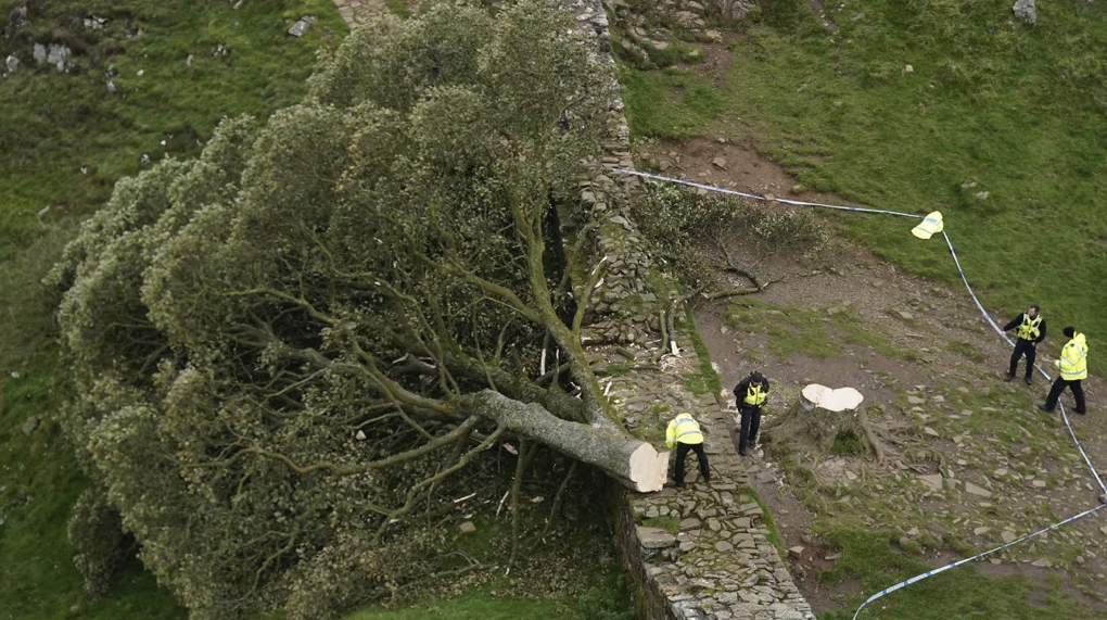 Police officers in high-visibility jackets examine the devastating scene at Sycamore Gap after the beloved tree was felled, with the massive trunk lying across the ground and crime scene tape marking the area where this senseless act of vandalism occurred in September 2023.