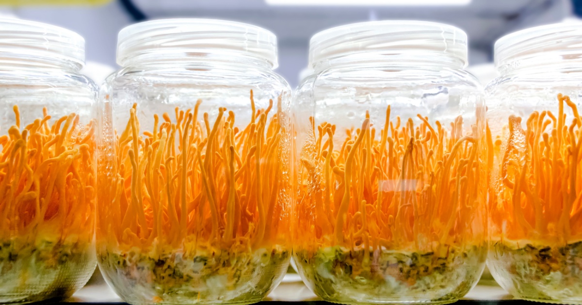 Cordyceps militaris mushroom in a glass bottles. (Scientific name:Ophiocordyceps sinensis) Cordyceps militaris will grow within a glass bottle. Asians are used as a body tonic.