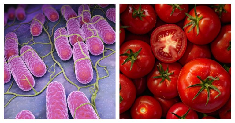 Multi-State Tomato Recall Issued Over Potentially Deadly Contamination Risk - Featured image