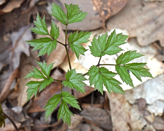 black cohosh