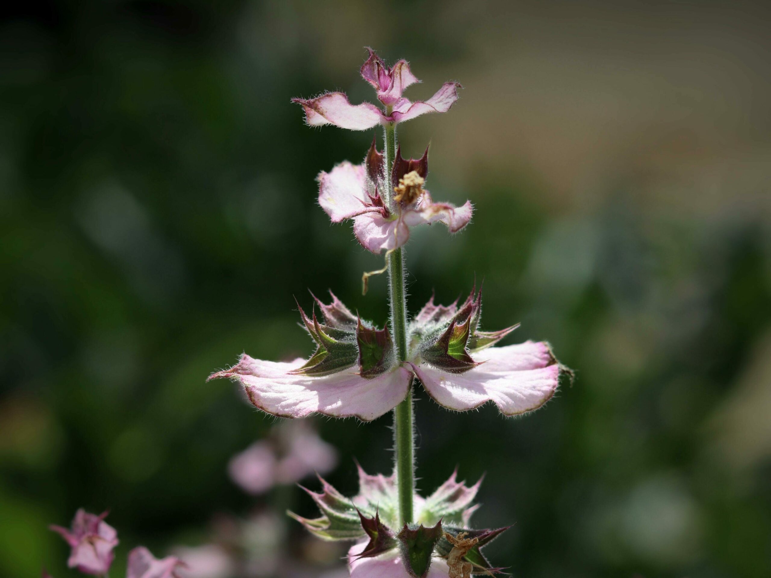 Clary sage plant