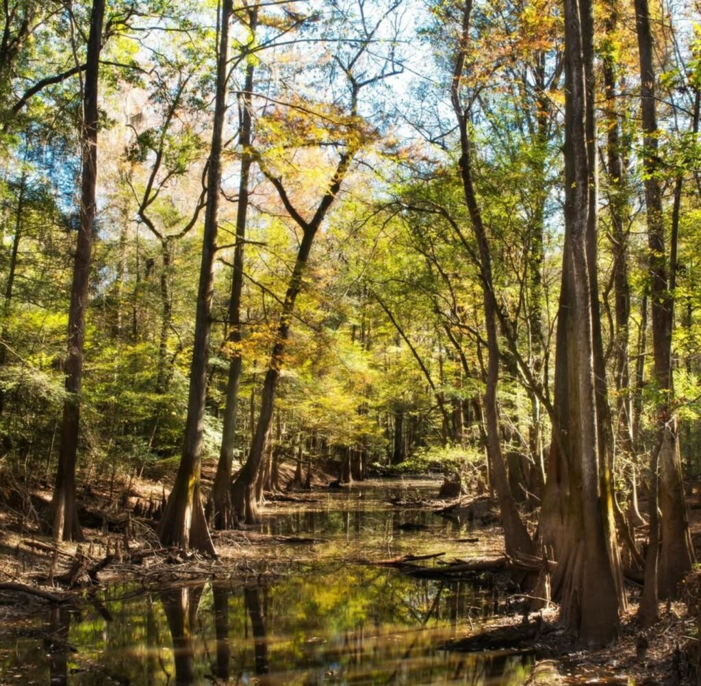Congaree National Park, South Carolina National parks without entrance fees