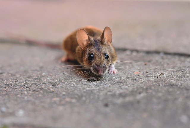 mouse