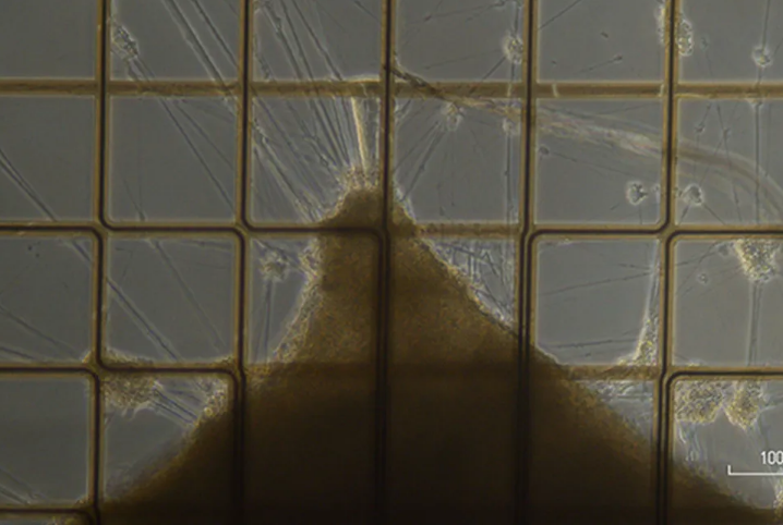Cerebral organoids on a mesh of electrodes
