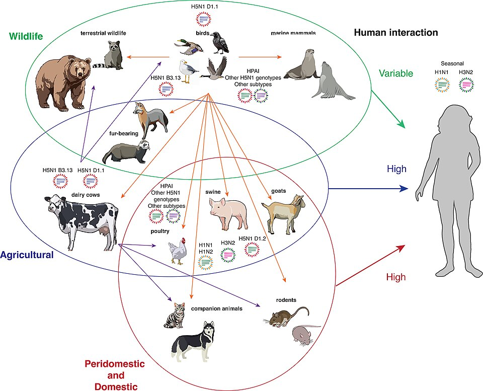 Diagram showing H5N1 transmission pathways between different animal groups and humans. The image shows three circular zones labeled 'Wildlife' (including bears, birds, marine mammals), 'Agricultural' (including dairy cows, poultry, swine, goats), and 'Peridomestic and Domestic' (including companion animals and rodents). Arrows indicate transmission routes between species, with 'High' risk pathways highlighted connecting to a human silhouette. Various H5N1 genotypes are labeled throughout the diagram.