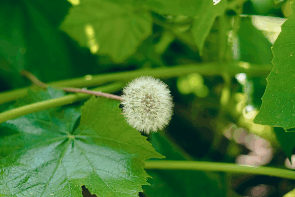 Dandelion among Leaves