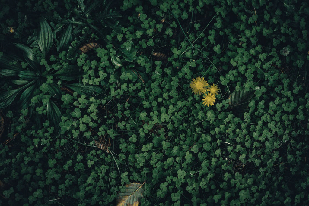 Vibrant Yellow Dandelions in Clover Field