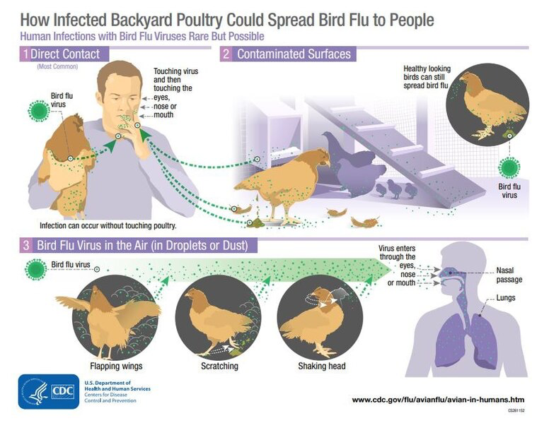 An infographic titled 'How Infected Backyard Poultry Could Spread Bird Flu to People' showing three transmission routes: 1) Direct Contact (most common) - illustrating a person touching chickens and then touching their face; 2) Contaminated Surfaces - showing chickens near coops with virus particles; and 3) Bird Flu Virus in the Air - demonstrating how particles from activities like wing flapping can be inhaled. The graphic includes the CDC logo and website for more information.