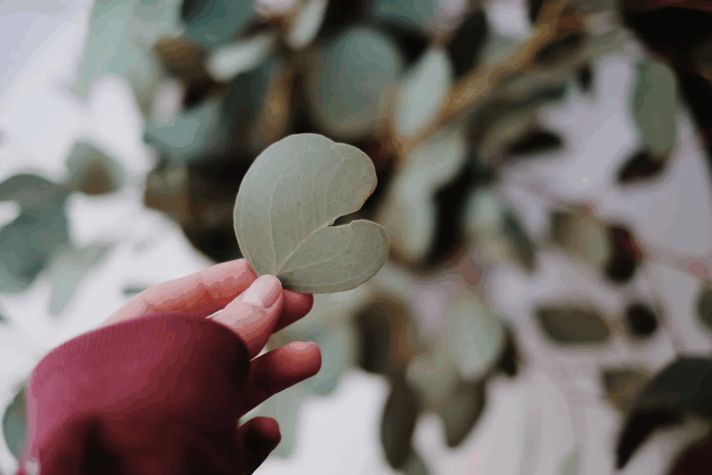 Person Holding Green Heart Shaped Leaf