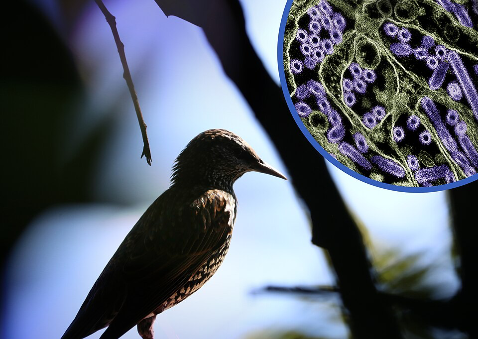 A wild bird perched on a branch against a blue sky background. In the upper right corner, a circular inset shows a colorized transmission electron micrograph of H5N1 virus particles in purple against a green background. This image illustrates the connection between wild birds and the avian influenza virus.