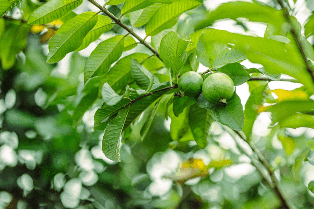 Close-up of Green Guava Fruits on Tree Branch