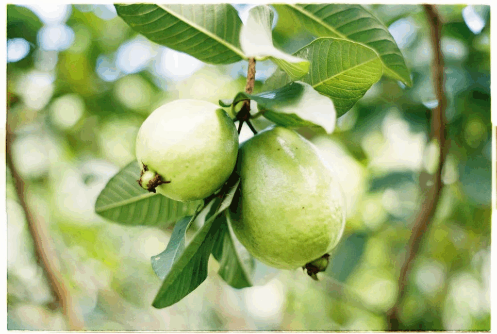 Green Round Fruits in Close Up Photography