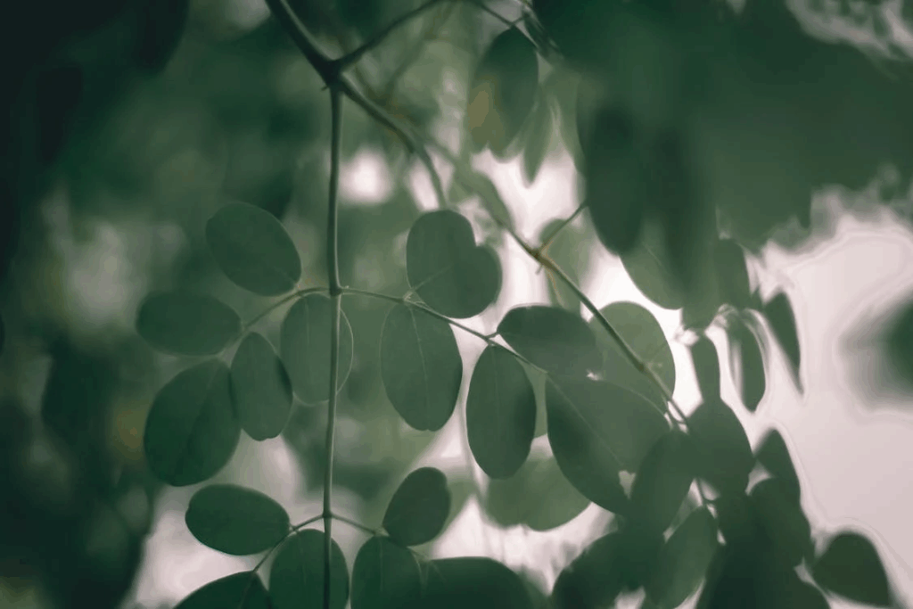 Leaves of Horseradish tree in daylight