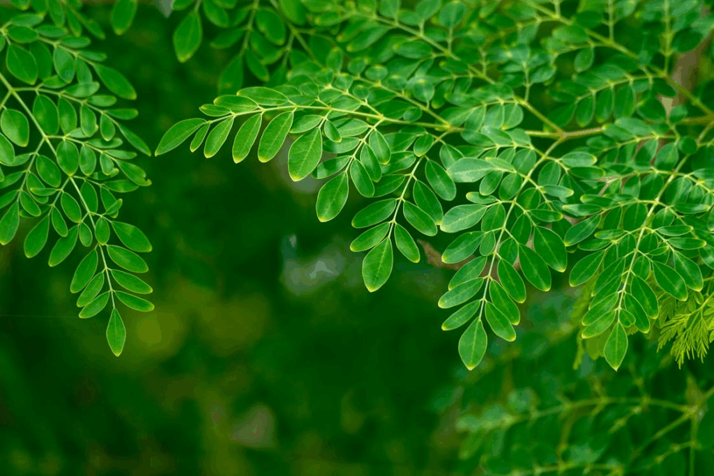 Close-Up Shot of Green Leaves