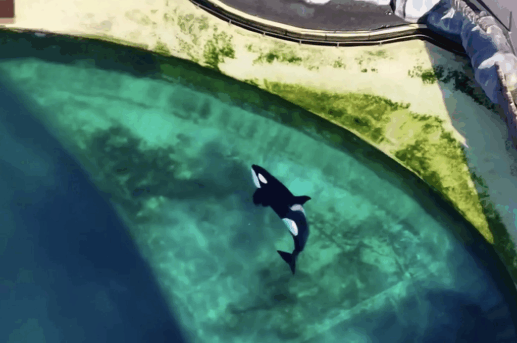 Drone image taken of Orca abandonded at Marineland Antibes, France.
