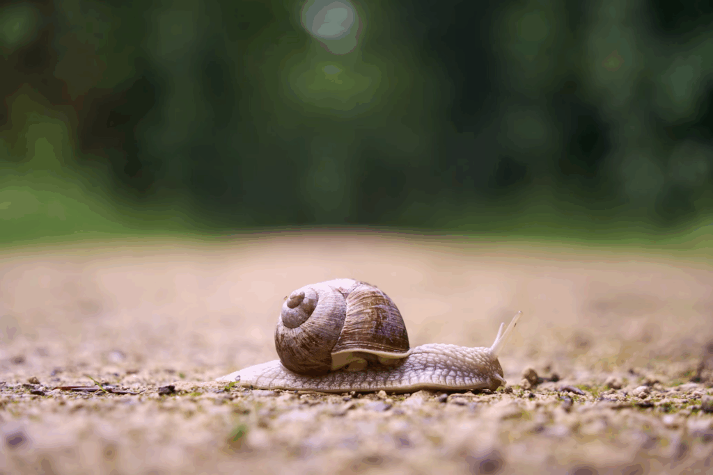 Snail moving slowly on ground with blurred background, illustrating the common walking mistake of going too slowly - your heart rate needs to increase to get real cardiovascular benefits.