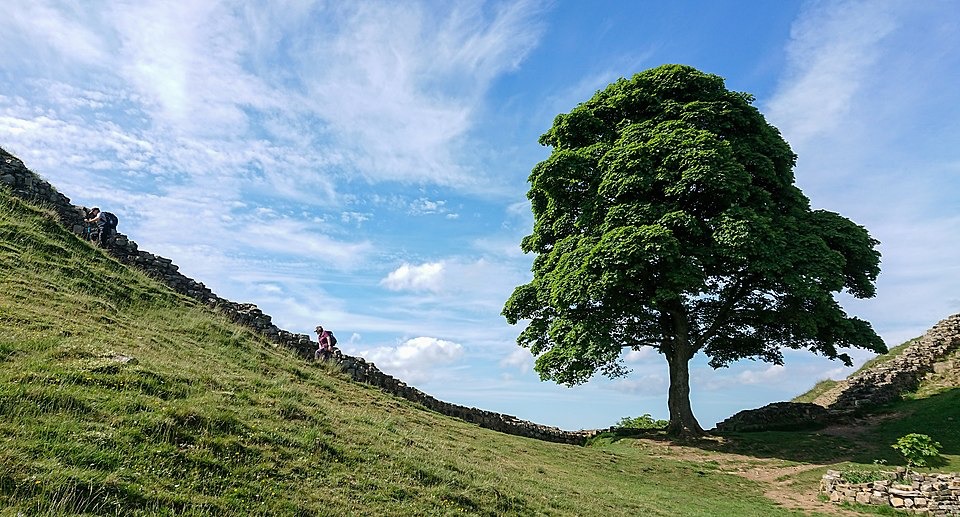 The iconic Sycamore Gap tree standing majestically in its natural dip between two hills beside Hadrian's Wall in Northumberland, with visitors walking along the ancient Roman fortification. This 150-year-old tree became one of England's most photographed landmarks before vandals destroyed it in September 2023.