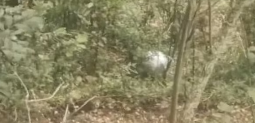 la esfera en el bosque