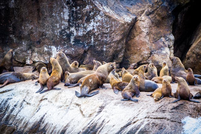 seals on a rock