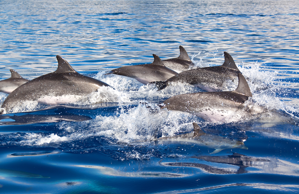 Group of Dolphins