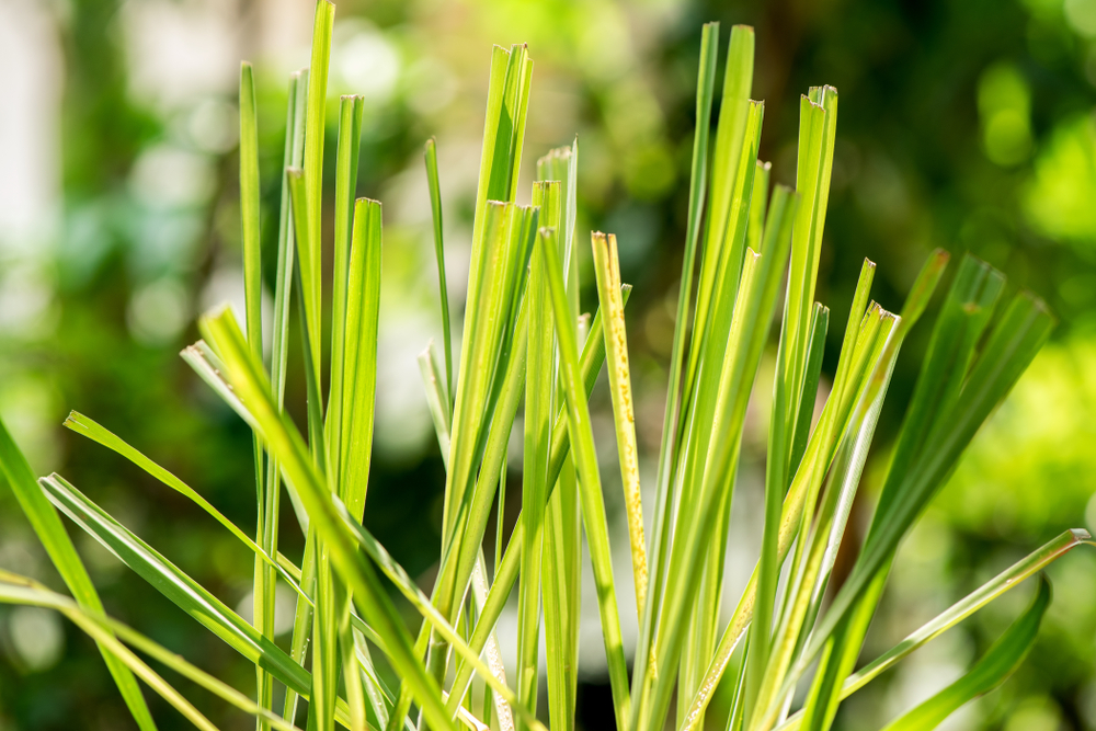 Lemongrass, plants, vegetables and herbs have medicinal properties.