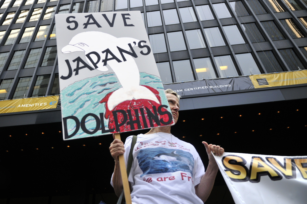 TORONTO-AUGUST 31: An activist in front of the Japan Consulate during a rally to protest the start of the annual dolphin hunt at Taiji,Japan on August 31, 2012 in Toronto, Canada.
